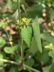 Triumfetta pentandra