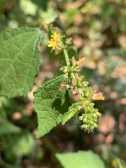 Triumfetta pentandra