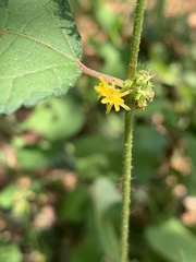 Triumfetta pentandra