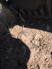 Peromyscus boylii