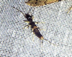 Spongiphoridae