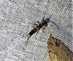 Spongiphoridae