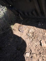 Peromyscus boylii
