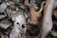 Bothriembryon brazieri