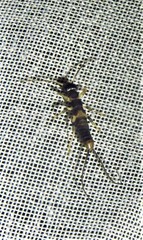 Spongiphoridae