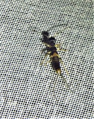 Spongiphoridae