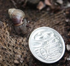 Bothriembryon brazieri