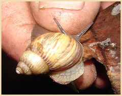 Bothriembryon brazieri