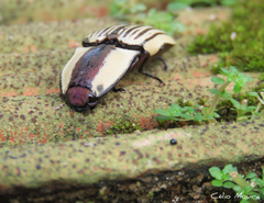Chalcolepidius limbatus