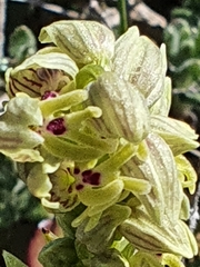 Orchis galilaea