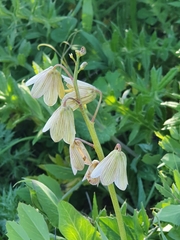 Fritillaria persica