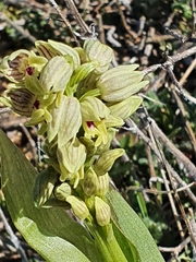Orchis galilaea