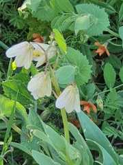 Fritillaria persica