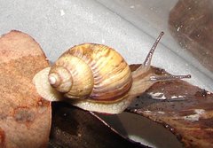 Bothriembryon brazieri