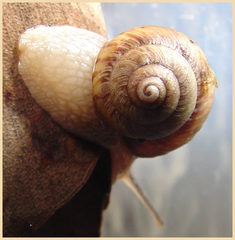 Bothriembryon brazieri