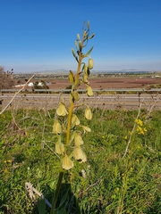 Fritillaria persica