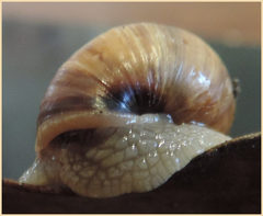 Bothriembryon brazieri