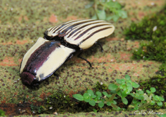 Chalcolepidius limbatus