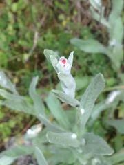 Helichrysum sanguineum
