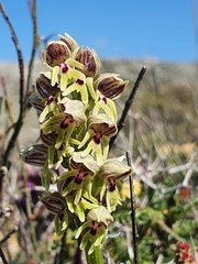 Orchis galilaea