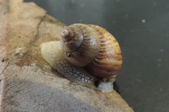 Bothriembryon brazieri