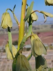Fritillaria persica
