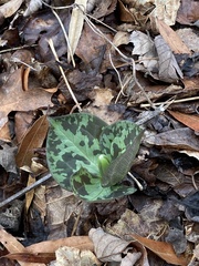 Trillium luteum