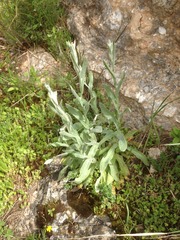 Helichrysum sanguineum