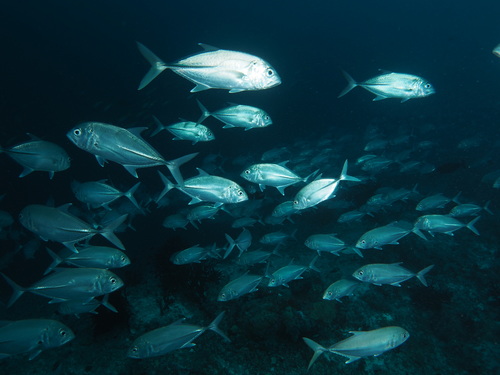 Bigeye Trevally — seen at this dive site