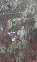 Ficus thonningii