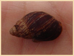 Bothriembryon brazieri