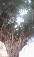 Ficus thonningii