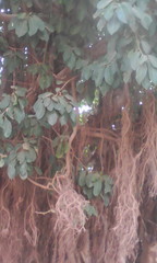 Ficus thonningii