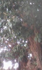 Ficus thonningii