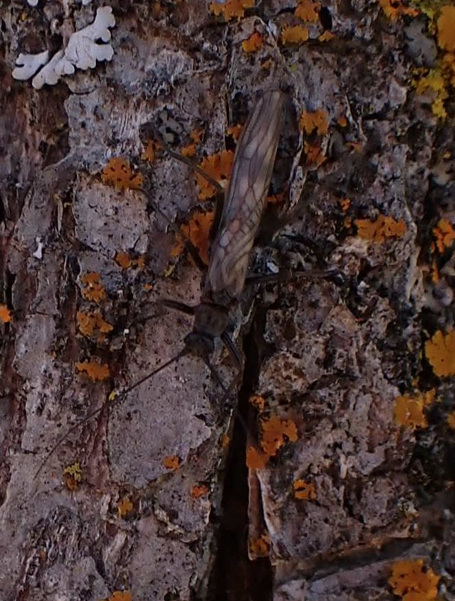 Boreal Willowfly