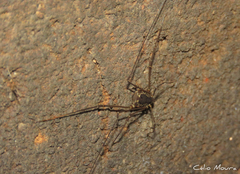 Cynorta unciscripta