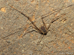 Cynorta unciscripta