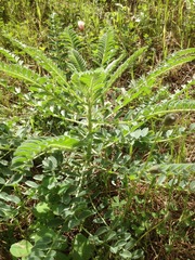 Astragalus macrocarpus