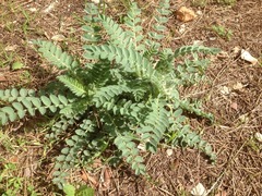 Astragalus macrocarpus