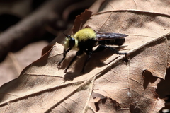 Laphria virginica