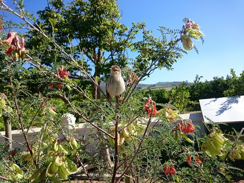 Prinia maculosa