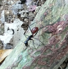 Dinomyrmex gigas