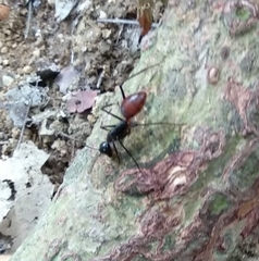 Dinomyrmex gigas