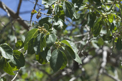 Lonicera nummulariifolia