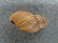 Bothriembryon brazieri