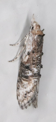 Ellabella editha