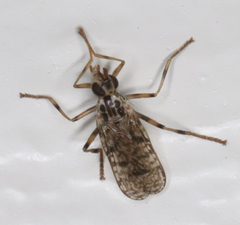 Boreothrinax maculipennis