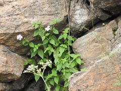 Chaetogastra paratropica
