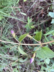 Chaetogastra paratropica
