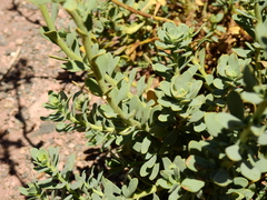 Senecio subumbellatus